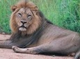 Kruger National Park Morning Game Drive