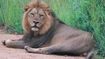 Kruger National Park Morning Game Drive