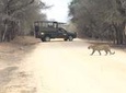 Kruger National Park Private Guided Afternoon Game Drive