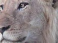 Kruger National Park Private Guided Morning Game Drive