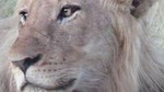 Kruger National Park Private Guided Morning Game Drive