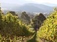 Pizzini Wines Old World Flavours New Vintage Wine Tasting and Picnic