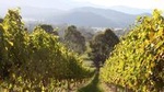Pizzini Wines Old World Flavours New Vintage Wine Tasting and Picnic