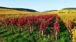 Private Castles of Burgundy Tour with Wine Tasting from Lyon