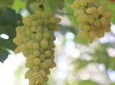 Private Amazing Shanghai City Day Tour in Your Way