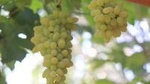 Private Amazing Shanghai City Day Tour in Your Way