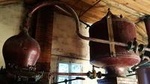 Private day-tour from Angouleme: Facets of Cognac : Brand, Distillery, Cooperage