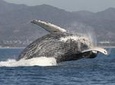 Private Whale Watching Tour in Puerto Vallarta