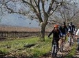 Full-Day Private Maipo Valley Bike Tour and Wine Tasting from Santiago