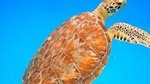 Afternoon snorkeling with Sea turtles