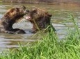 Alaska Wildlife Conservation Center & Turnagain Tour with Walk in The Rainforest