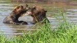 Alaska Wildlife Conservation Center & Turnagain Tour with Walk in The Rainforest