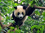 See Pandas at Sichuan Giant Panda Sanctuaries, China (UNESCO site)