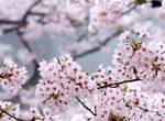 See Cherry Blossoms on Mount Yoshino, Japan (UNESCO site)