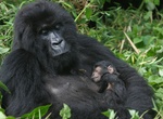 See Mountain Gorillas in Virunga National Park, DRC (UNESCO site)