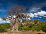 Explore Mapungubwe National Park, South Africa (UNESCO site)