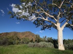 See Ghost Gum Tree, Trephina Gorge, NT, Australia