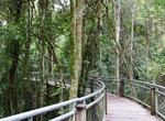 Explore Dorrigo National Park, New South Wales, Australia (UNESCO site)