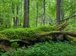 Explore Białowieża Forest, Belarus (UNESCO site)