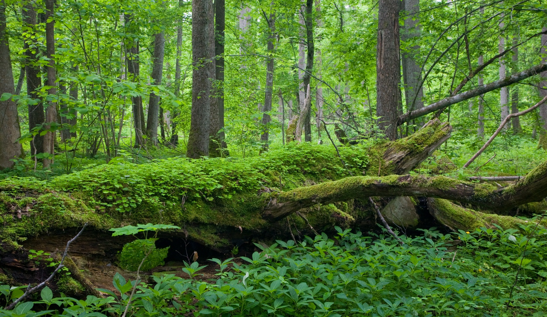 Białowieża Forest