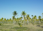 Explore Desembarco del Granma National Park, Cuba (UNESCO site)