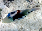 See a Humuhumunukunukuapua'a (Picasso Triggerfish)