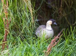 See Nēnē at Ainahou Ranch, Hawaii Volcanoes National Park