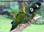 Visit Pana'ewa Rainforest Zoo & Gardens, Big Island, Hawaii
