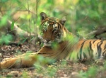 See Bengal Tiger at Kalakkad Mundanthurai Tiger Reserve, Western Ghats, India (UNESCO site)