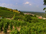 Wine Tasting in Tokaj Wine Region, Slovakia & Hungary (UNESCO site)
