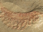 Visit Chengjiang Fossil Site, China (UNESCO site)