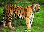 Explore Sundarbans National Park, India (UNESCO site)