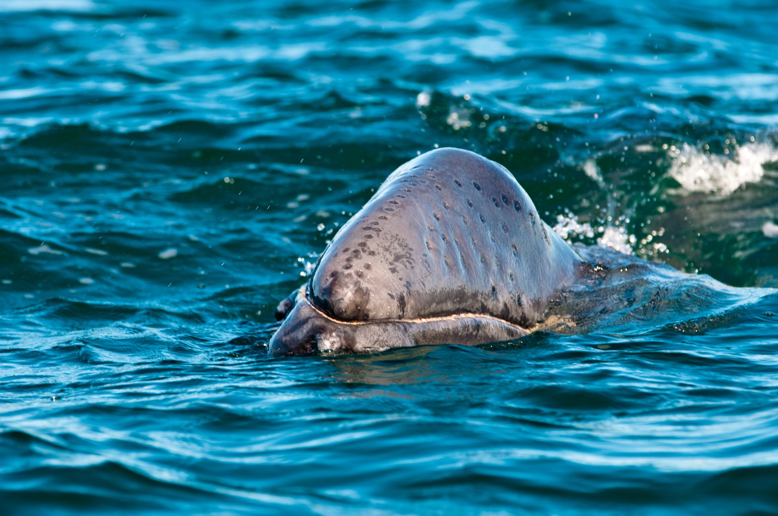 Gray Whales in Laguna Ojo de Liebre (Scammon's Lagoon)