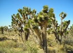 Explore Joshua Tree Forest, Mojave National Preserve, California