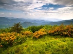 Attend Great Smokies Wildflower Pilgrimage, Gatlinburg, Tennessee