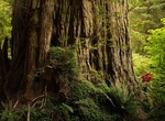Walk through Grove of Titans, Jedediah Smith Redwoods State Park, California