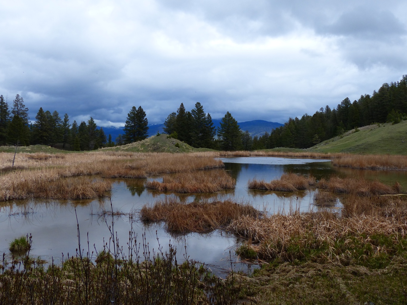 beaver ponds loop yellowstone