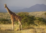 Explore Lewa Wildlife Conservancy, Kenya (UNESCO Site)