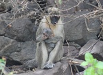 See Drunk Green Vervet Monkeys, St. Kitts