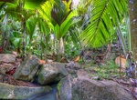 Explore Vallée de Mai Nature Reserve, Praslin, Seychelles (UNESCO site)