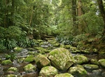 Explore Border Ranges National Park, New South Wales & Queensland, Australia (UNESCO site)