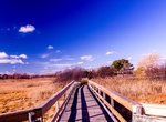 Explore Belle Isle Marsh Reservation, Boston, Massachusetts