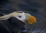 See a Tufted Puffin