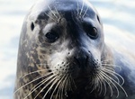 See a Harbor Seal
