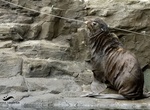 See a Northern Fur Seal