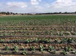 Pick Strawberries at Suzie's Farm, San Diego, California
