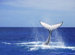 See Humpback Whales off Ningaloo Coast, Western Australia