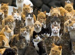 Visit Tashirojima (Cat Island), Japan