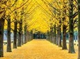 Day Trip to Nami Island with Petite France and Garden of Morning Calm