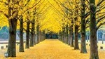 Day Trip to Nami Island with Petite France and Garden of Morning Calm